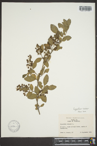 Ligustrum sinense image