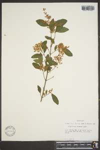 Ligustrum sinense image