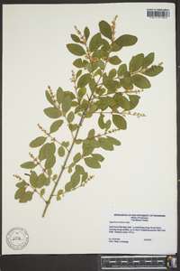 Ligustrum sinense image