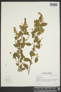 Ligustrum sinense image