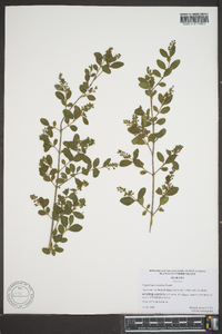 Ligustrum sinense image