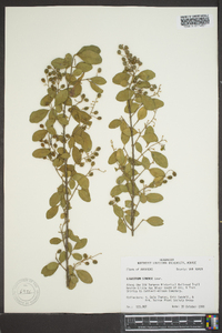 Ligustrum sinense image