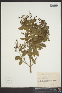 Ligustrum sinense image