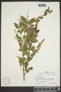 Ligustrum sinense image