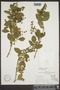 Ligustrum sinense image