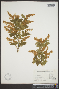 Ligustrum sinense image