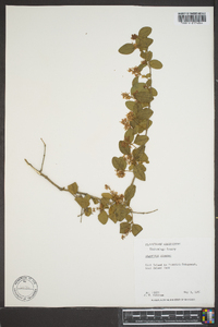 Ligustrum sinense image