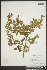 Ligustrum sinense image