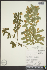 Ligustrum obtusifolium image