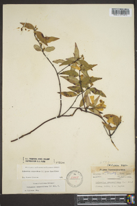 Gelsemium sempervirens image