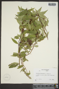 Gelsemium sempervirens image