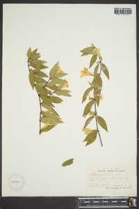 Gelsemium sempervirens image