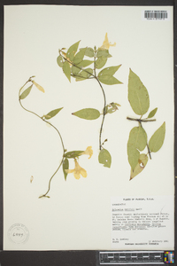 Gelsemium rankinii image