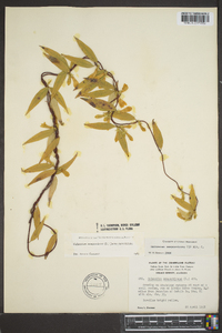 Gelsemium sempervirens image