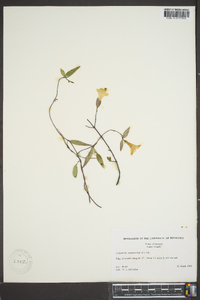 Gelsemium sempervirens image