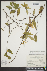 Gelsemium sempervirens image