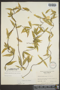 Gelsemium sempervirens image