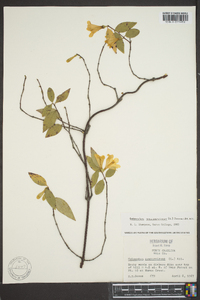 Gelsemium sempervirens image