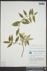 Gelsemium sempervirens image