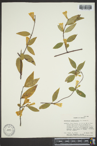 Gelsemium sempervirens image