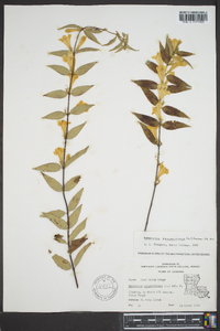 Gelsemium sempervirens image