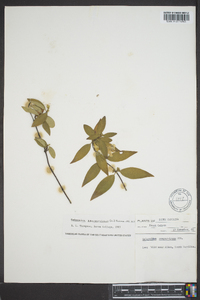 Gelsemium sempervirens image