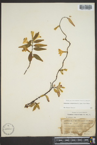 Gelsemium sempervirens image