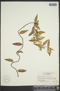 Gelsemium sempervirens image