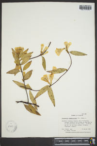 Gelsemium sempervirens image