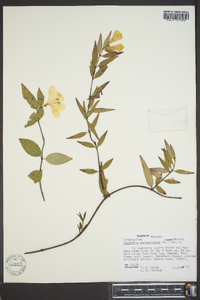 Gelsemium sempervirens image