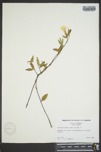 Gelsemium sempervirens image