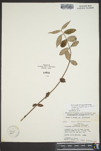 Gelsemium sempervirens image