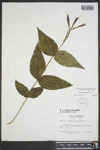 Spigelia marilandica image