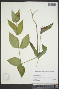 Spigelia marilandica image