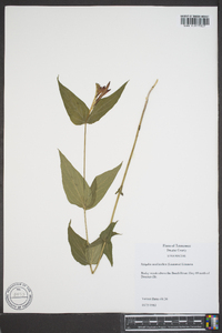 Spigelia marilandica image