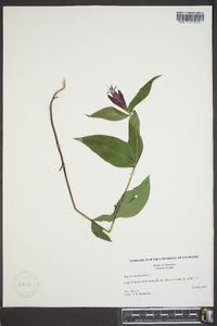 Spigelia marilandica image