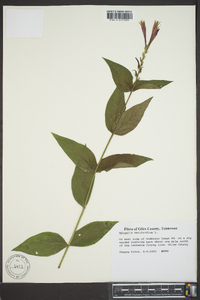 Spigelia marilandica image