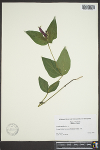 Spigelia marilandica image