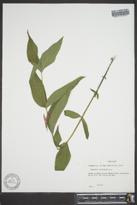 Spigelia marilandica image