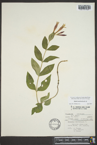 Spigelia marilandica image