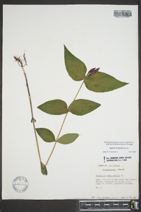 Spigelia marilandica image