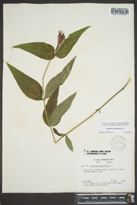 Spigelia marilandica image