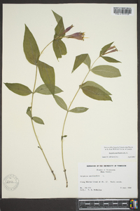 Spigelia marilandica image