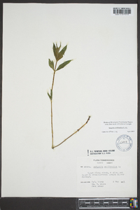 Spigelia marilandica image