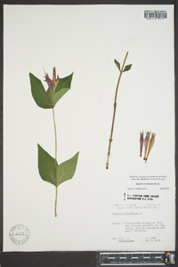 Spigelia marilandica image