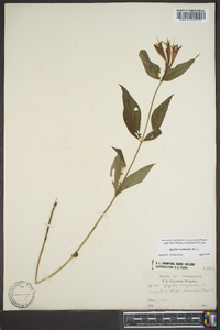 Spigelia marilandica image