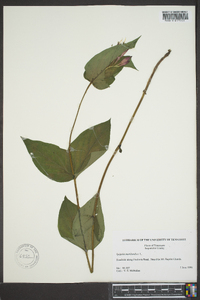 Spigelia marilandica image