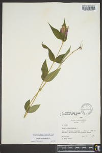 Spigelia marilandica image