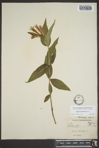 Spigelia marilandica image