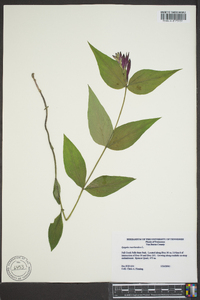 Spigelia marilandica image